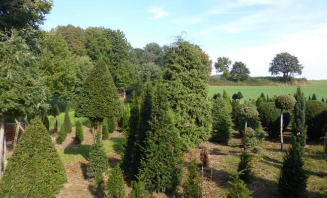 Mehrere Bäume und Büsche in Garten