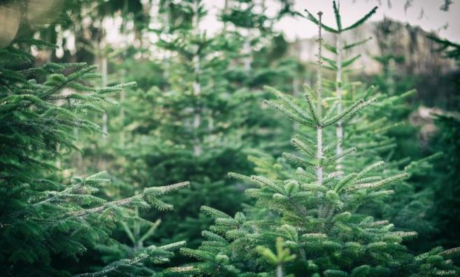 Anpflanzung mit vielen Weihnachtsbäumen