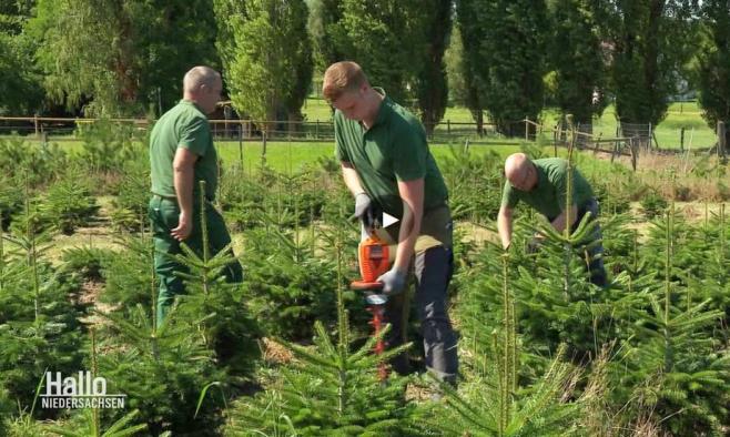 Männer in grünen T-Shirts bearbeiten im Sommer Weihnachtsbäume